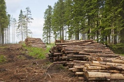 Віце-прем’єр Кістіон пообіцяв найближчим часом нові правила санітарної вирубки лісів 