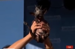 Найбридкішого собаку в світі обрали у США