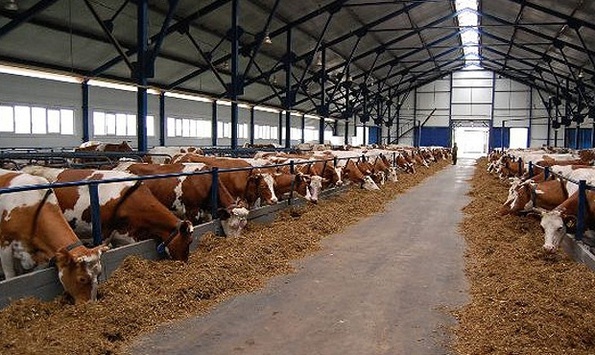 Фермер у Росії пригрозила спалити свій корівник разом з худобою через перевірки і брак держпідтримки
