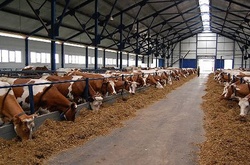 Фермер у Росії пригрозила спалити свій корівник разом з худобою через перевірки і брак держпідтримки