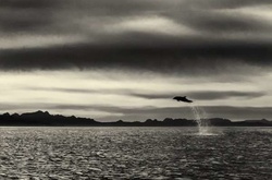 Киты и дельфины на удивительных снимках фотографа, наблюдавшего за морскими животными более 25 лет 