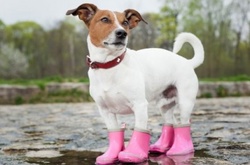 Невеликі дощі пройдуть у столиці