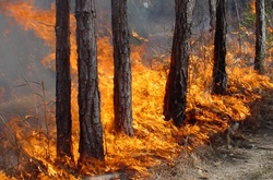 У Києві ввели найвищий рівень пожежної небезпеки