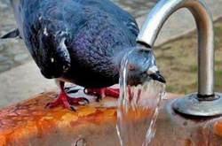 Спека втримається в Україні в найближчі дні