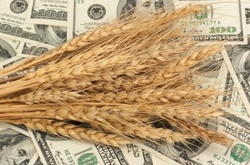 Україна побила рекорд експорту зерна