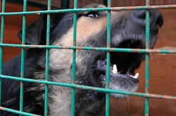 У столиці собака вчепився в обличчя 8-річному хлопчикові