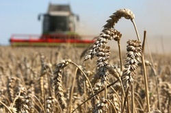 ЗМІ: Експерти вважають позицію Нацбанку щодо українських аграріїв деструктивною 