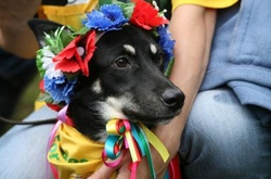 У Києві волонтери обрали кращого собаку країни