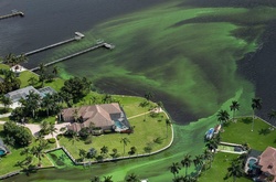  У Флориді оголошено надзвичайний стан через токсичні водорості
