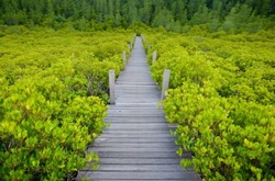 Все оттенки зелёного: 31 фотография для вдохновения