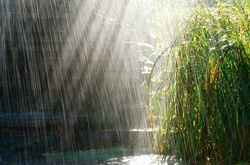 У четвер дощитиме і буде прохолодно