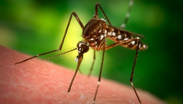 Кримчани страждають від небувалого нашестя комарів