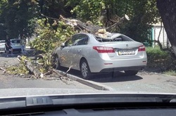 У Києві дерево впало на неправильно припарковане авто