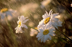 У суботу очікуються дощі з грозою