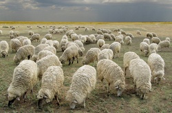 В Москві визнали: за два роки Крим повністю втратив м'ясне тваринництво