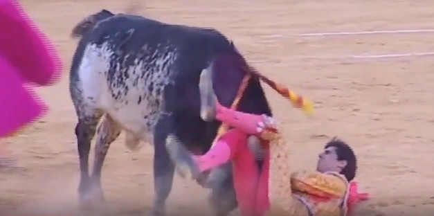 В Іспанії бик в прямому ефірі заколов матадора 