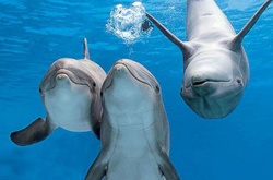 25 фактов о дельфинах, о которых вы не знали
