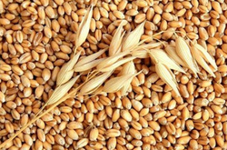 Хто поставив зерновий рекорд. Топ-10 головних експортерів