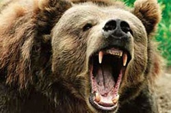 В Туреччині в результаті нападу ведмедя загинули дитина і жінка