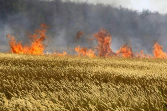 На окупованій частині Луганщини горять хлібні поля: бойовики шукають «українських диверсантів»
