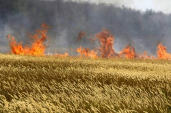 На окупованій частині Луганщини горять хлібні поля: бойовики шукають «українських диверсантів»