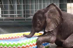 Дети как дети: Слоненок принимает ванну в надувном бассейне