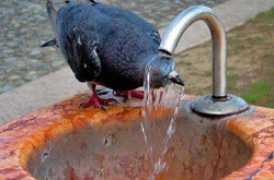 У Києві побито дев'ятирічний рекорд спеки