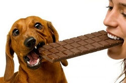 Ученые открыли новые факты о шоколаде, которые тебя порадуют