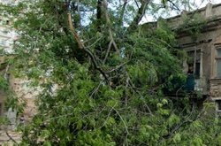 На Житомирщині сильний вітер повалив дерева