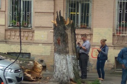 В центрі столиці зламане дерево пошкодило відразу декілька автівок