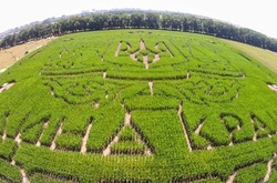 У Києві створили гігантський лабіринт у формі тризуба