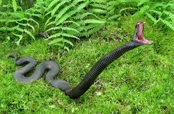 На Хмельниччині хлопця вкусила змія