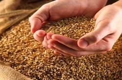 Лідер Аграрної партії підозрює, що селяни ховають урожай у тіні