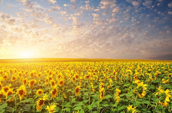 В Україну повертається спека  