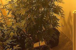 Мешканець Обухова облаштував потужну нарколабораторію