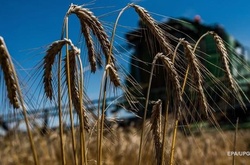 Україна витісняє Росію на ринку зерна