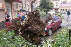 На Закарпатті ураган повалив дерева та пошкодив автомобілі