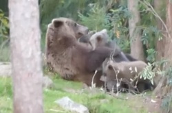 Рідкісне видовище у дикій природі: ведмедиця народила 4 ведмежат