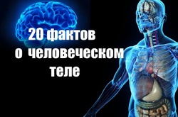 20 по-настоящему шокирующих фактов о человеческом теле, о которых вы не знали