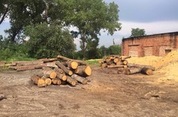 На Львівщині СБУ викрила незаконну діяльність пилорам