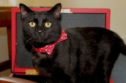 Мінфін Британії офіційно працевлаштував кота 