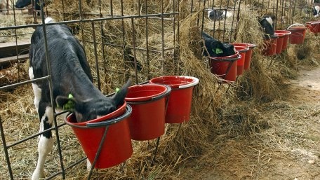 РФ заборонила ввезення українських кормів для тварин «через ГМО»