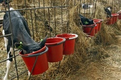 РФ заборонила ввезення українських кормів для тварин «через ГМО»