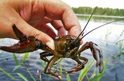 В Україні заборонили ловити раків у найближчі два місяці 