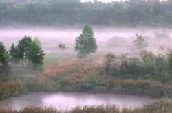 Чиновників Василькова спіймали на дерибані 5,5 га лісу