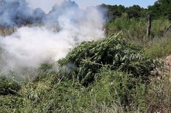 СБУ знищила 4 гектари марихуани на Черкащині 