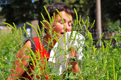 У Києві зацвіла алергічна амброзія