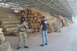 СБУ на Вінничині викрила масштабну вирубку лісів 