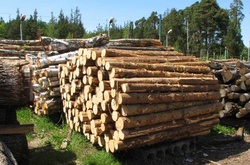 На Чернігівщині керівники держлісгоспів розкрадали та експортували деревину