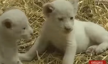 У зоопарку під Києвом народилося п'ять левенят рідкісного виду